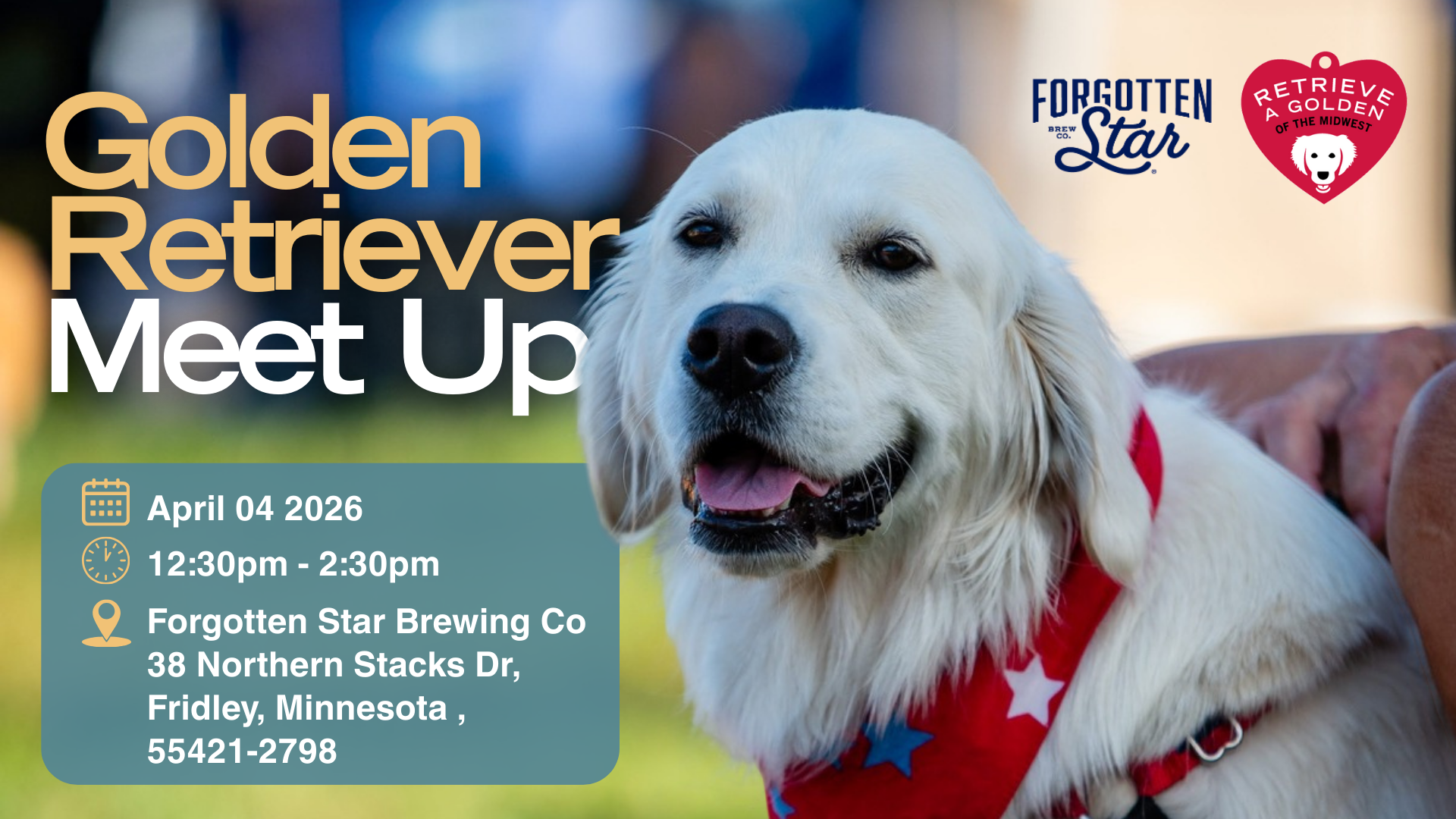 A white golden retriever wearing a red harness sits outdoors beside an event graphic titled ‘Golden Retriever Meet Up,’ with an April 4, 2026 date.
